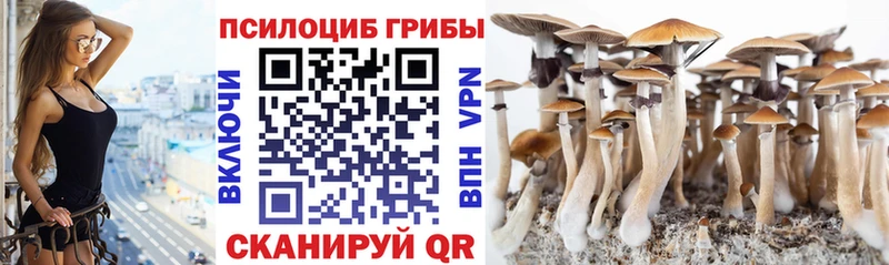 сколько стоит  Волоколамск  Псилоцибиновые грибы Psilocybine cubensis 